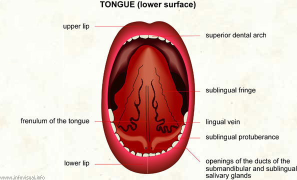 HOW TO WHISTLE WITH YOUR TONGUE ! | Kimberlyn Underwood's Blog